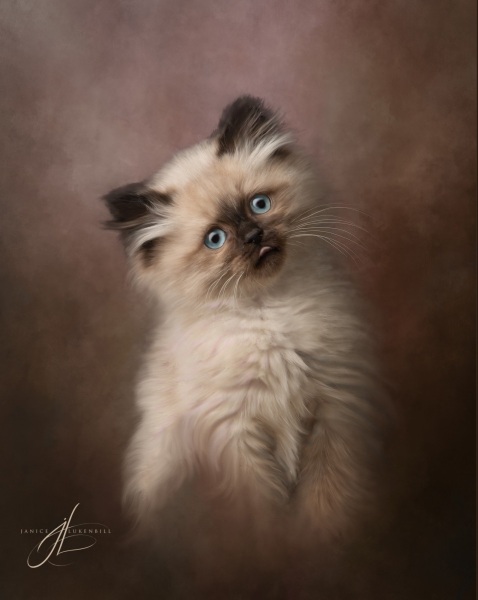 Kitten