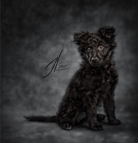 Velveteen-Vixen