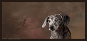 Dachshund Smooth