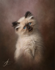 Kitten painting