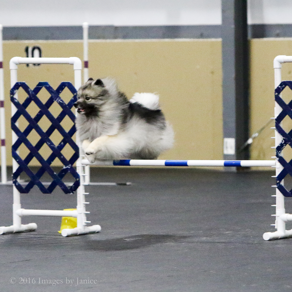 Agility dog photo - Keeshond - ©Images By Janice, LLC - Louisville, Kentucky