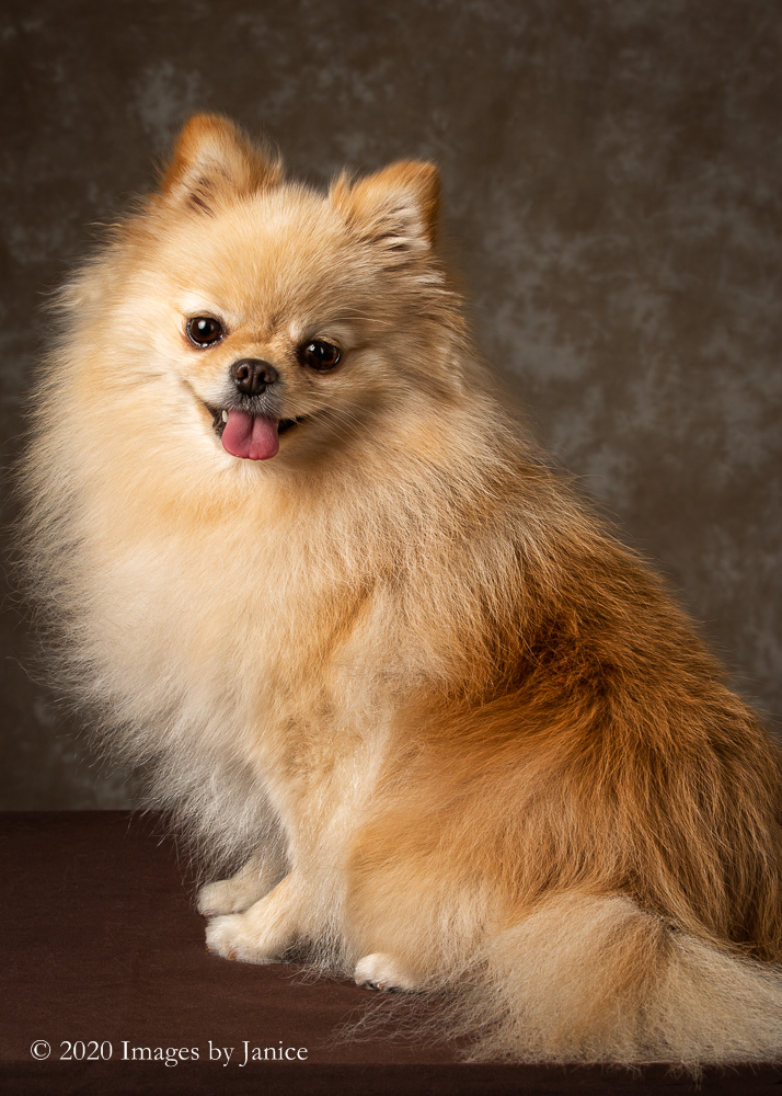 Simmer the Pomeranian shows off her pretty face during her pet photography session at Images By Janice