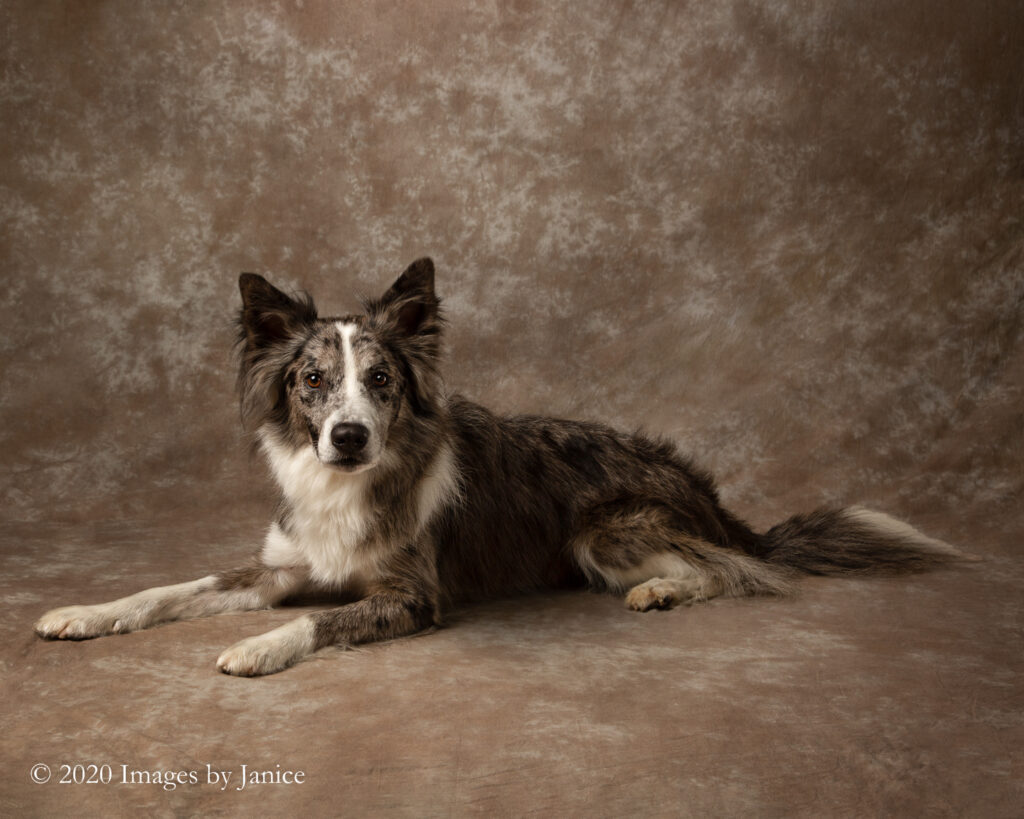 Border Collie - Aussie relaxing during his pet photography session - Images By Janice Lukenbill
